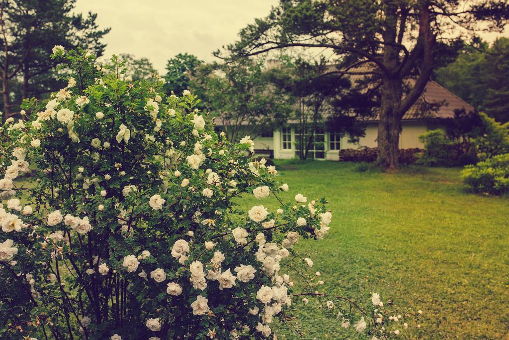 Adami Country Guesthouse Vainupea Buitenkant foto